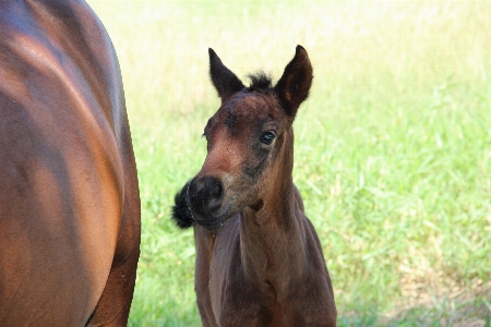 Pasture horse mammal stallion Photo