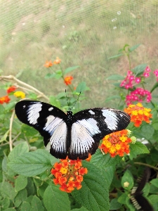 Foto Natureza asa branco flor