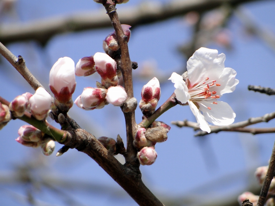 árbol naturaleza rama florecer