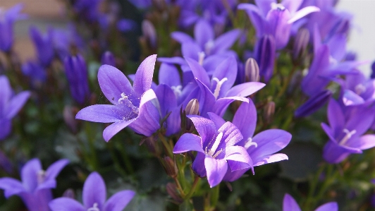 Blossom plant sun sunlight Photo