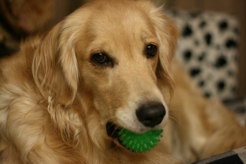 Anjing peliharaan mamalia jenis golden retriever
