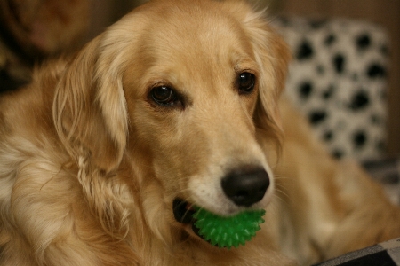 Foto Anjing peliharaan mamalia jenis golden retriever
