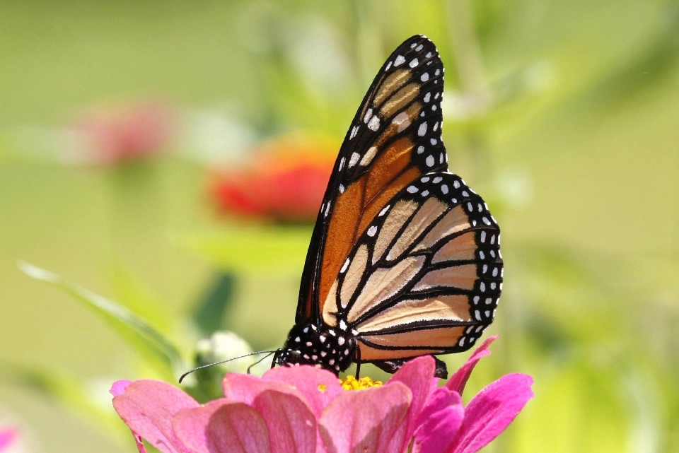 Nature plant flower wildlife