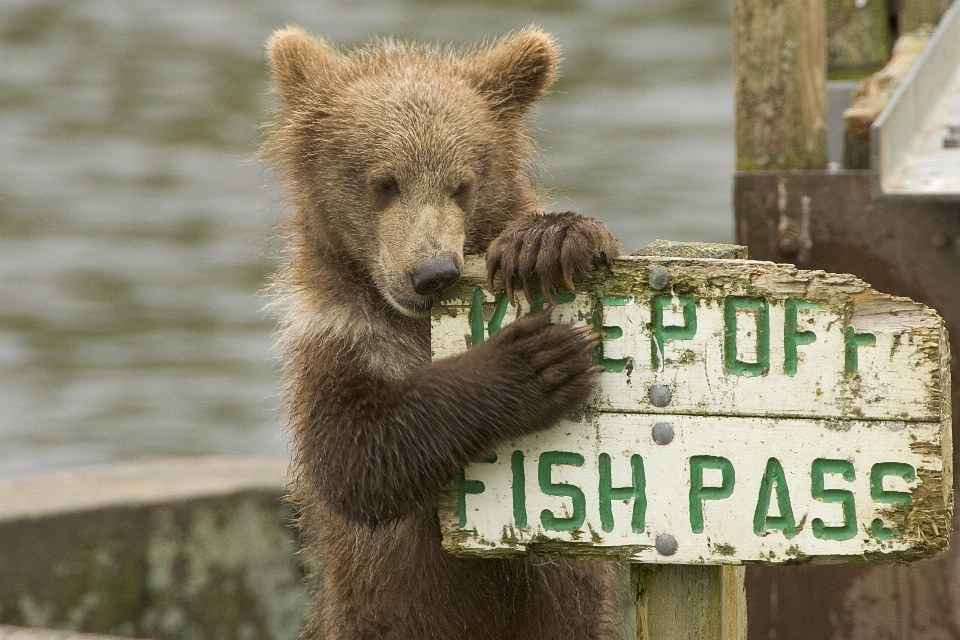 Nature cute bear wildlife