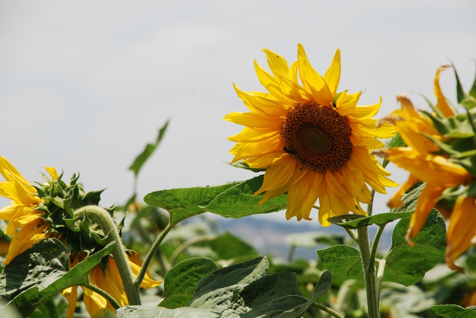 Plant sky field flower