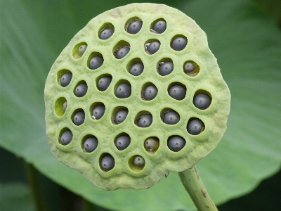 Foto Planta hoja flor polen