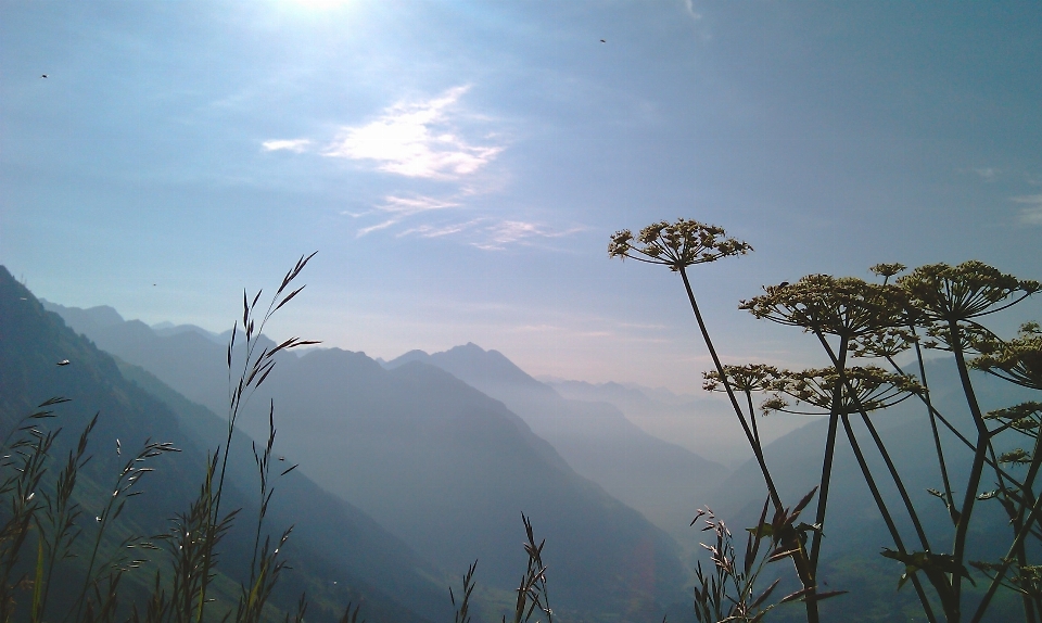 風景 木 自然 荒野
