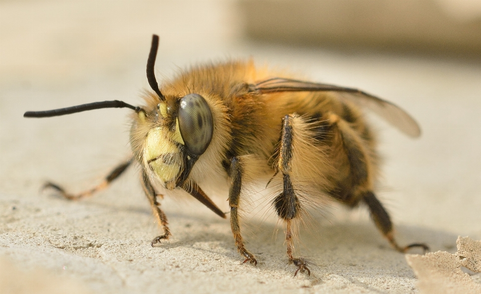 Animais selvagens inseto fauna invertebrado