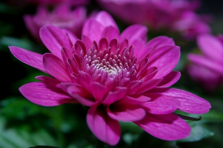 Blossom plant sun flower Photo