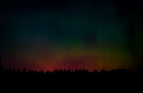 Forest silhouette sky night Photo