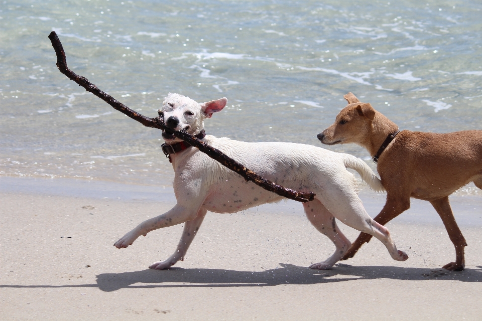 Playa mar jugar perro