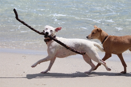 Beach sea play dog Photo