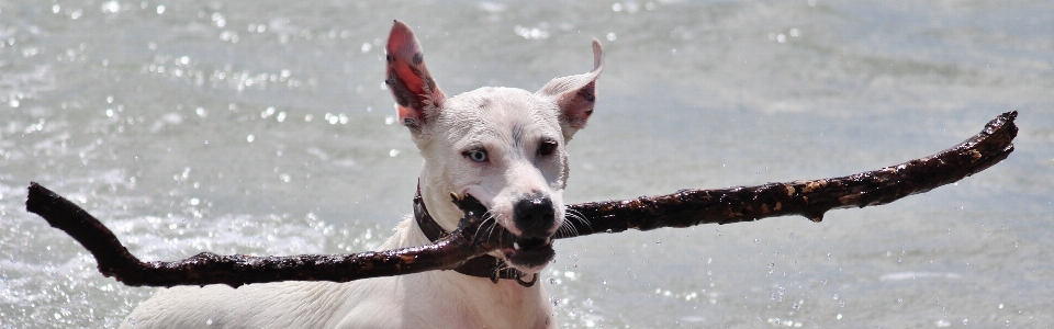 Plage mer jouer chien