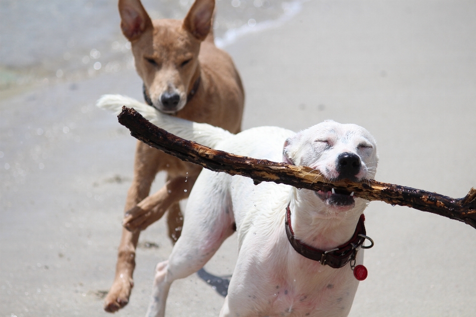 Spiaggia mare giocare cane