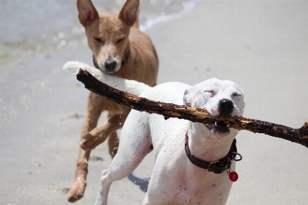 Beach sea play dog Photo