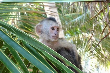 ヤシの木 野生動物 動物園 密林 写真