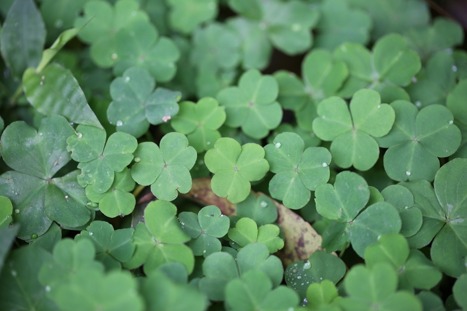 Natura all'aperto pianta foglia