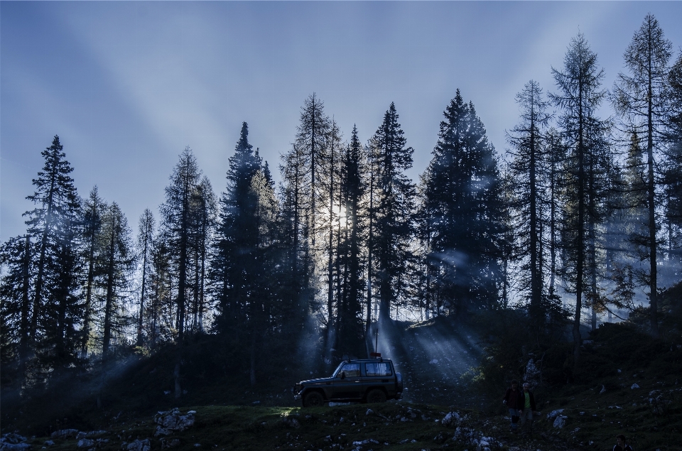 Albero natura foresta selvaggia
