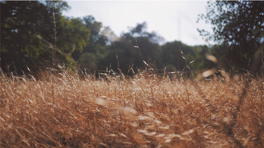 Nature grass wilderness bird Photo