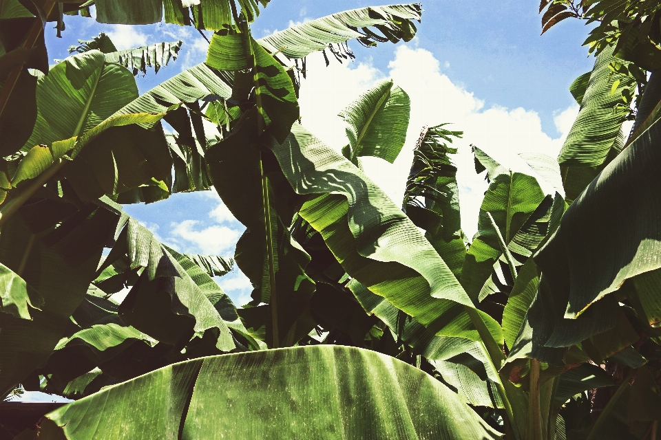 árbol naturaleza planta hoja