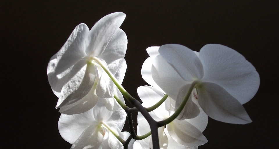 Florecer en blanco y negro
 planta