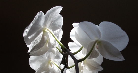 Foto Fiore bianco e nero
 pianta