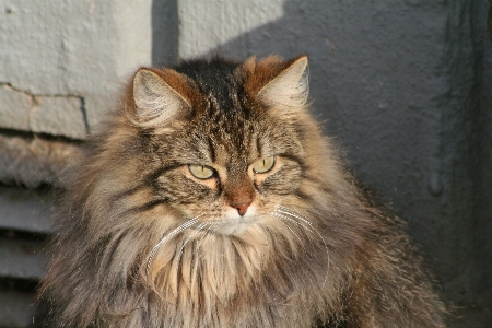 Foto Bonitinho gato mamífero fauna