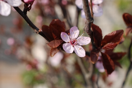 Tree nature branch blossom Photo