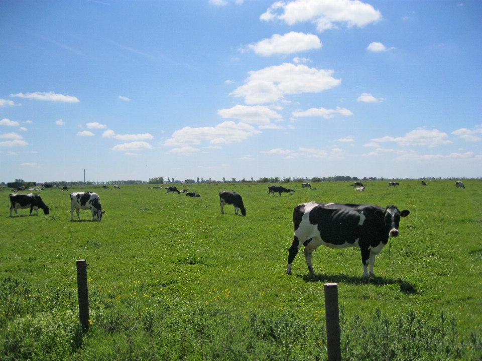 Gras horizont feld bauernhof