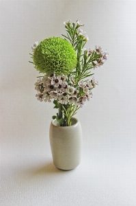 Plant flower vase produce Photo