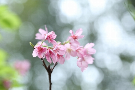 Nature outdoor branch blossom Photo