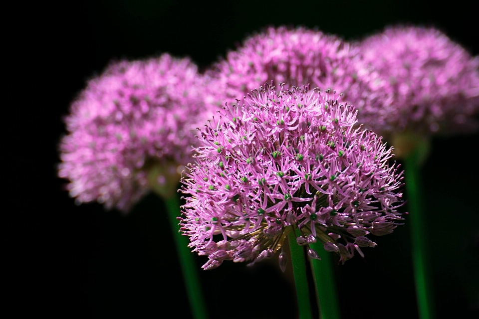 Nature plant flower petal