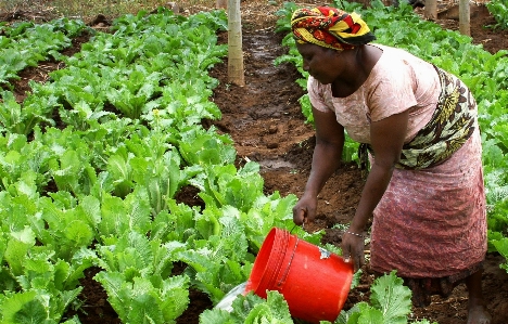 Woman field farm food Photo