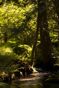 Tree water nature forest Photo