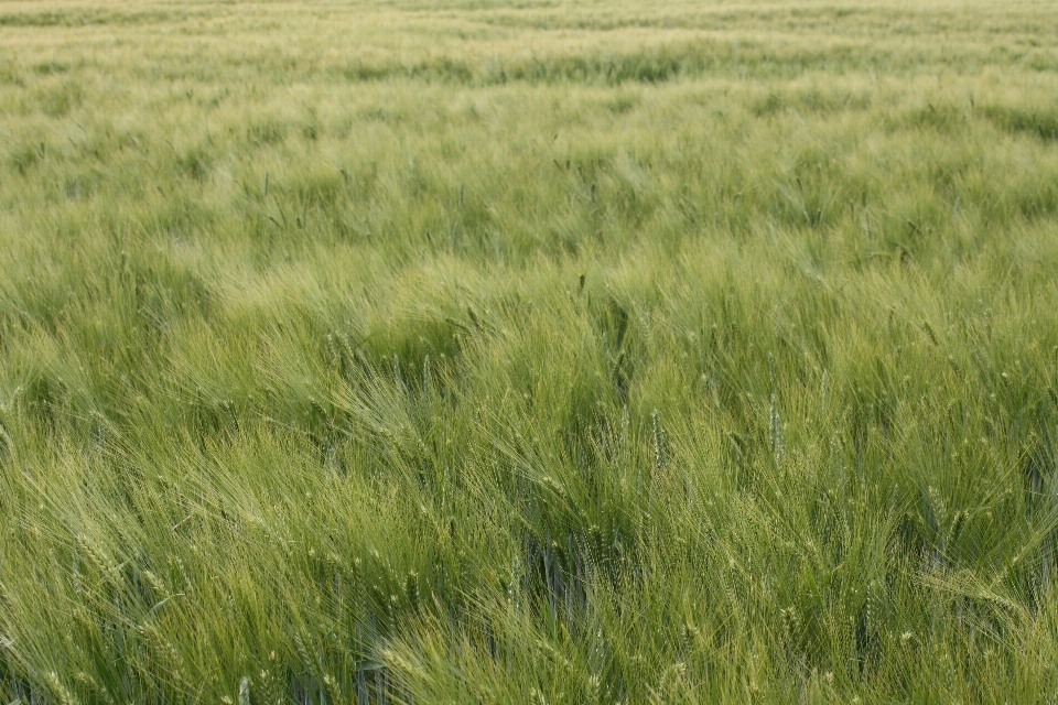 Erba palude
 pianta campo