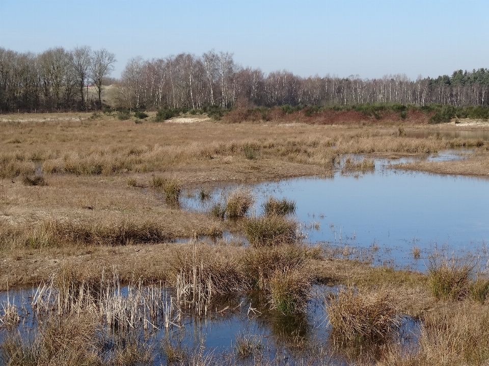 Krajobraz woda natura trawa