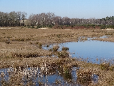 Landscape water nature grass Photo