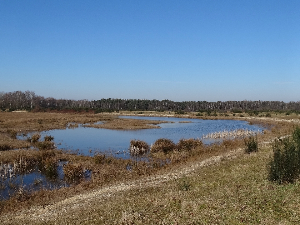 Paesaggio acqua natura palude
