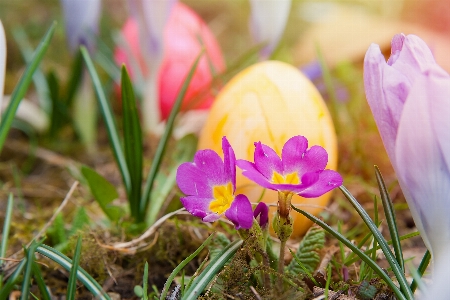 Blossom plant sunshine meadow Photo