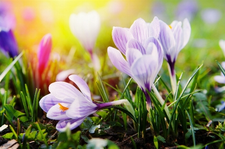 Grass blossom plant sunshine Photo