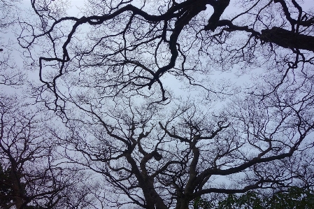 Foto Pohon alam cabang mekar