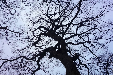 Photo Arbre bifurquer fleurir montagne