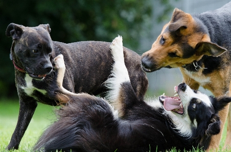 Play dog mammal border collie Photo