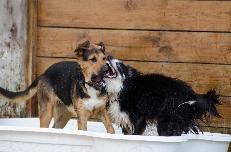 Foto Air anak anjing mamalia