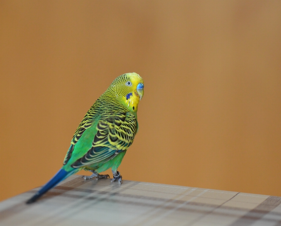 Burung sayap hijau paruh