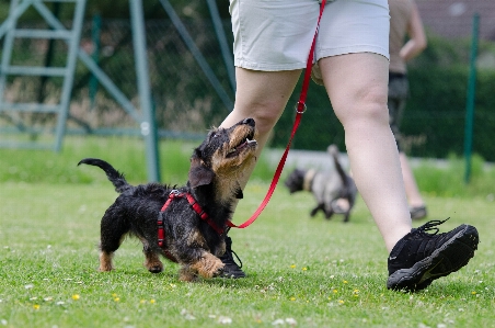 Puppy dog training mammal Photo