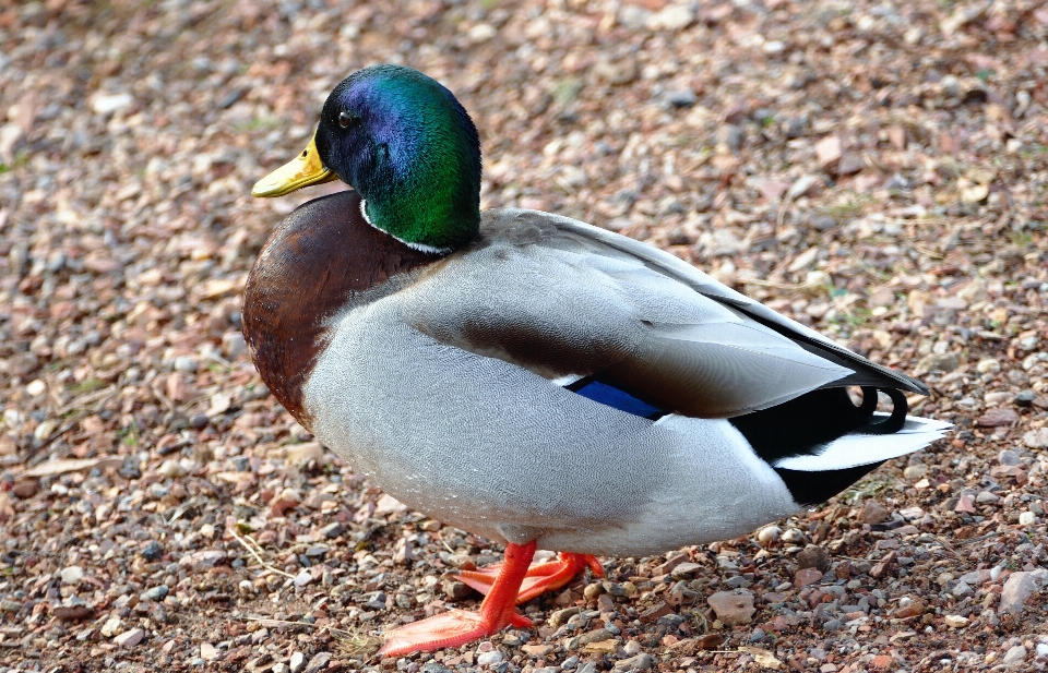 Eau oiseau aile faune