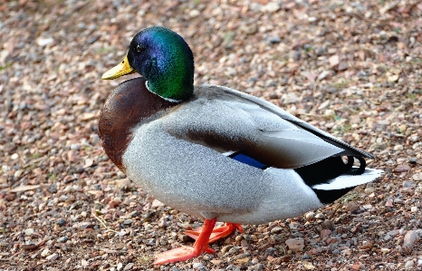 Water bird wing wildlife Photo