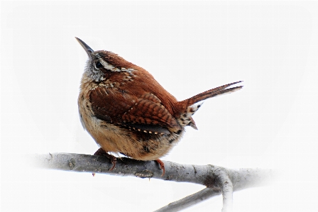 鳥 野生動物 春 嘴 写真