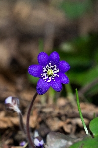 Nature forest blossom plant Photo